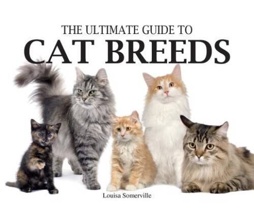 Ultimate Guide to Cat Breeds (Paperback Chunkies) - Paperback - VERY GOOD