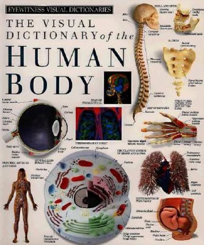 Eyewitness Visual Dictionaries: The Visual Dictionary of the Human Body ( - GOOD - image 2