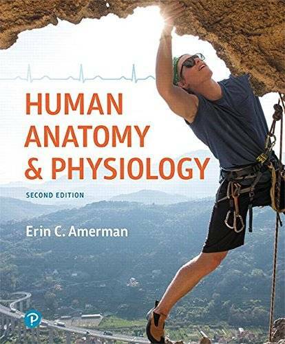 Human Anatomy & Physiology (2nd Edition) - Hardcover By Amerman, Erin C. - GOOD