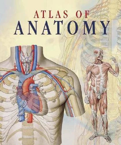 Atlas of Anatomy - Paperback By Giunti Editorial Group - GOOD